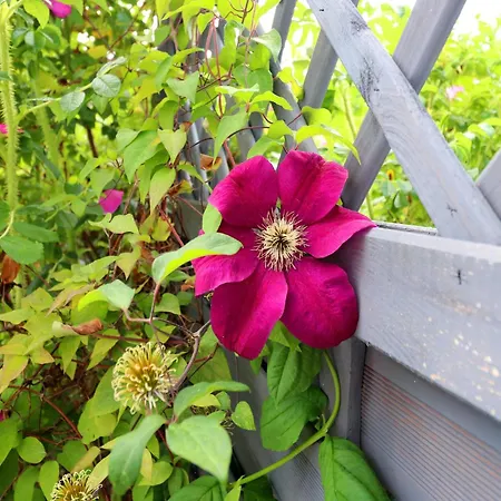 Lägenhet Ferienwohnung,